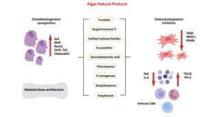 Algae Natural products