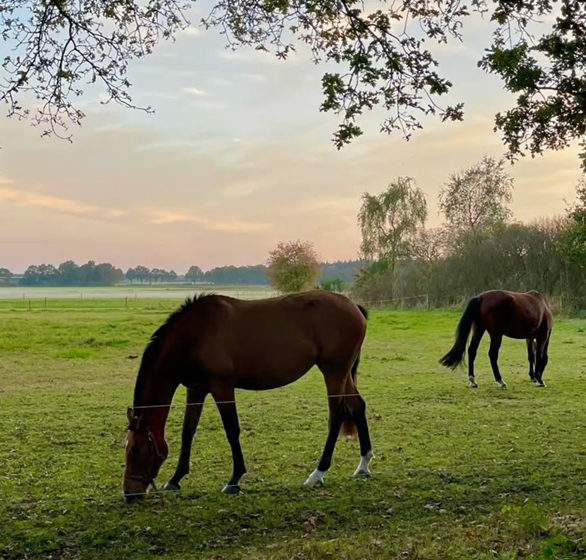 Horses Meadow Equine Turbo GT