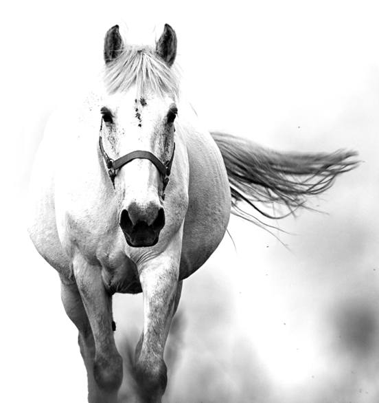 Horses Ulcer prevention