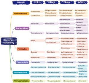 Microbial taxonomic division