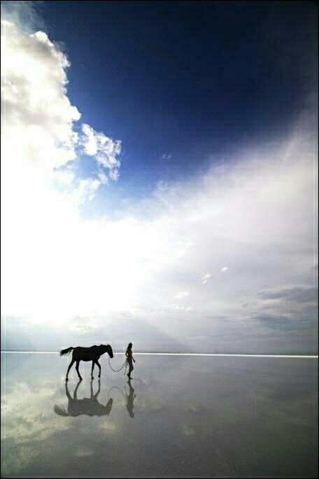 paard zeewier darmgezondheid